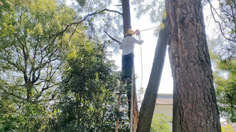 共同守護一片綠 從安吉華都到華悅物業的&ldquo;綠色接力&rdquo;