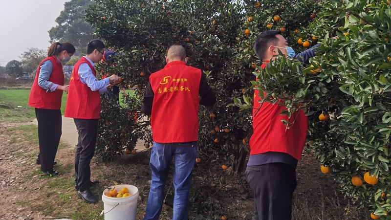 &ldquo;桔&rdquo;手之勞 暖心助農 華都股份衢州黨支部開展愛心公益活動